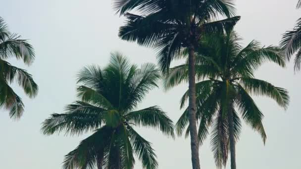 Coconut Palm Trees Tops Sky Tropical Island Static Shot — Stockvideo