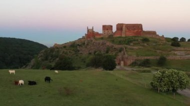 Aerial of a Small Pasture with Grazing Cows in Front of  Impressive Medieval Fortress of Hammershus Ruins at sunset, Denmark. Beautiful Landscape. Camera Slowly Moves Forwards