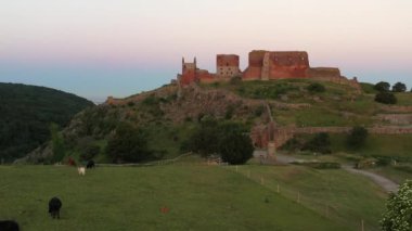Aerial of a Small Pasture with Grazing Cows in Front of  Impressive Medieval Fortress of Hammershus Ruins at sunset, Denmark. Beautiful Landscape. Camera Slowly Moves Forwards