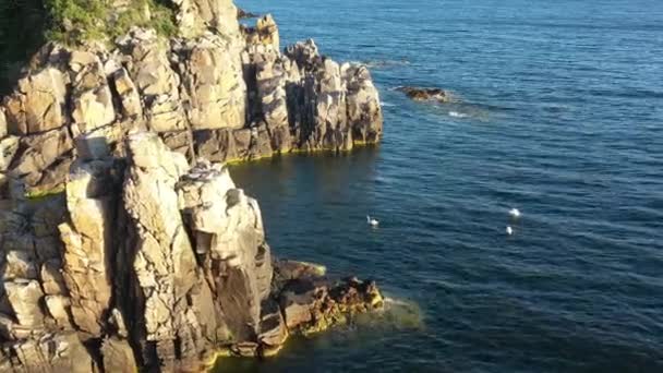 Aerial Rocks Bornholm Island Coast White Swans Floating Water Sunset — Video
