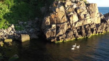 Aerial of Rocks at Bornholm Island Coast and White Swans Floating in the Water at Sunset. Calm Seascape. Panning Right Shot