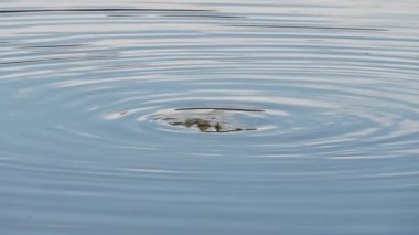 Curious Wild Seal Floating in the Water and Dives In. Beautiful Nature of Iceland. Slow Motion Shot