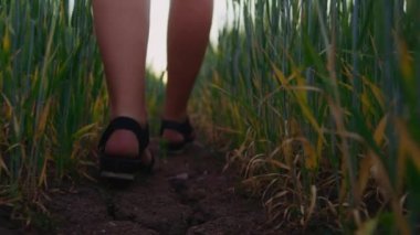 Yavaş Çekim, Düşük Çekim Tekerlekli Sandaletli Kadın Tarlada Ekinler Arasında Yürüyor