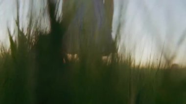 Yavaş çekim, gün batımında tarlada yürüyen çizgili elbiseli kadının yakın çekim görüntüsü.