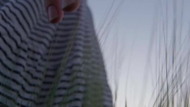 Yavaş Çekim Gün Batımında Tarlada Yürüyen Mahsullere Dokunan Çizgili Elbiseli — Stok video