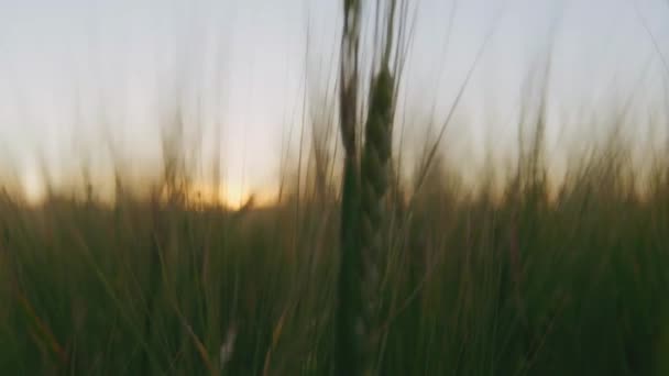 Slow Motion Close Green Wheat Stem Waving Breeze Πεδίο Στο — Αρχείο Βίντεο