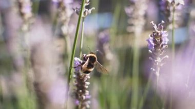Mor Kokulu Tarlada Çiçek Açan Lavanta Çiçekleri Üzerine Polen Toplayan Bumblebee 'nin Kapanışı. Muhteşem Yaz Sahnesi. Yavaş Hareket Bokeh Görüntüsü