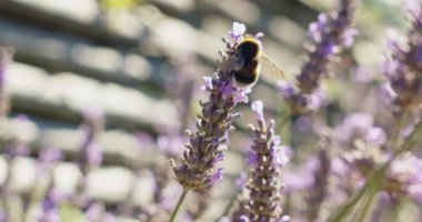 Mor Kokulu Tarlada Çiçek Açan Lavanta Çiçekleri Üzerine Polen Toplayan Bumblebee 'nin Kapanışı. Muhteşem Yaz Sahnesi. Yavaş Hareket Bokeh Sabit Çekim