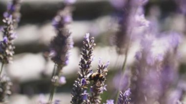 Violet Kokulu Tarlasında Güzel Çiçekler Açan Yaban Arısı Uçuşunun Kapanışı. Muhteşem Yaz Sahnesi. Yavaş Hareket Bokeh Görüntüsü