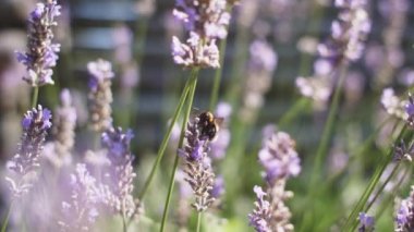Violet Kokulu Tarlasında Güzel Çiçekler Açan Yaban Arısı Uçuşunun Kapanışı. Muhteşem Yaz Sahnesi. Yavaş Hareket Bokeh Görüntüsü