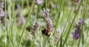 Mor Kokulu Tarlada Çiçek Açan Lavanta Çiçekleri Üzerine Polen Toplayan Bumblebee 'nin Kapanışı. Muhteşem Yaz Sahnesi. Yavaş Hareket Bokeh Görüntüsü