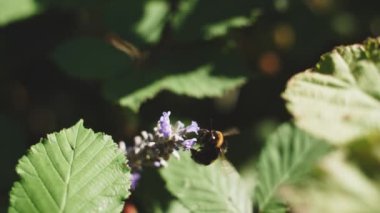 Yeşil Yapraklar Arasında Çiçek açan Güzel Lavanta Çiçeklerinin Etrafında Uçan Bir Yabanarısının Kapanışı. Muhteşem Yaz Sahnesi. Yavaş Hareket Bokeh Görüntüsü