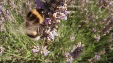 Mor Kokulu Tarlada Çiçek Açan Lavanta Çiçekleri Üzerine Polen Toplayan Bumblebee 'nin Kapanışı. Muhteşem Yaz Sahnesi. Bokeh Vuruşu