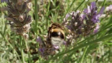 Mor Kokulu Bahçede Çiçek Açan Lavanta Çiçekleri Üzerine Polen Toplayan Bumblebee 'nin Kapanışı. Muhteşem Yaz Sahnesi. Bokeh Vuruşu