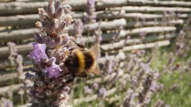 Mor Kokulu Bahçede Çiçek Açan Lavanta Çiçekleri Üzerine Polen Toplayan Bumblebee 'nin Kapanışı. Muhteşem Yaz Sahnesi. Bokeh Vuruşu