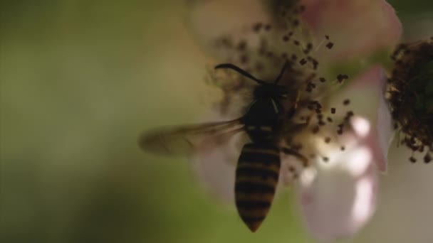 Gros Plan Pollen Cueillette Abeilles Sur Les Fleurs Fleurs Dans — Video