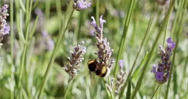 Zamknij Bumblebee Gromadzenie Pyłku Kwitnących Kwiatów Lawendy Polu Pachnącym Fioletem — Wideo stockowe