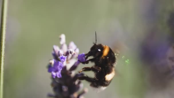Super Close Bumblebee Létající Kolem Kvetoucí Levandule Květiny Fialové Voňavé — Stock video