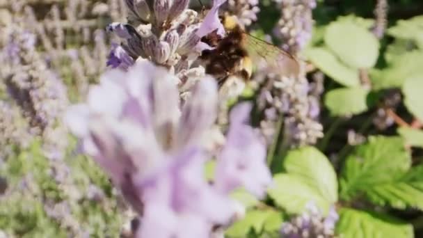 バイオレット香りの庭でラベンダーの花を咲かせて花粉を集めるバンブルビーのクローズアップ 豪華な夏の風景 ボケ傾きアップショット — ストック動画