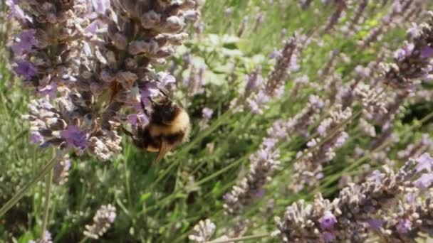 Närbild Humla Samla Pollen Blommande Lavendel Blommor Violett Doftande Fält — Stockvideo