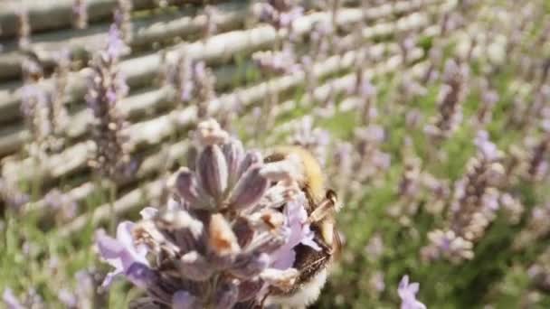 Close Van Een Hommel Verzamelen Stuifmeel Bloeiende Lavendelbloemen Violette Geurige — Stockvideo