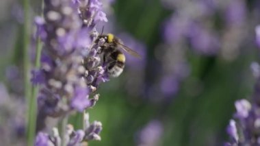 Mor Kokulu Tarlada Çiçek Açan Lavanta Çiçekleri Üzerine Polen Toplayan Bumblebee 'nin Kapanışı. Muhteşem Yaz Sahnesi. Bokeh Dikey Odaklanma ile Çekim Yukarı.