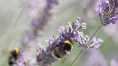 Mor Kokulu Tarlada Çiçek Açan Lavanta Çiçekleri Üzerine Polen Toplayan Bumblebee 'nin Kapanışı. Muhteşem Yaz Sahnesi. Bokeh Vuruşu