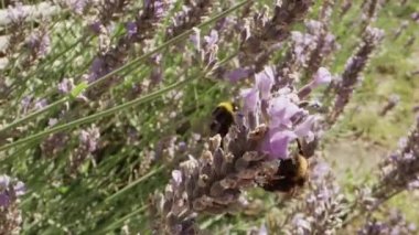 İki Yabanarısının Kapanışı Violet Kokulu Tarlasında Çiçek Açan Lavanta Çiçekleri Üzerine Polen Topluyor. Muhteşem Yaz Sahnesi. Yavaş Hareket Görüntüsü