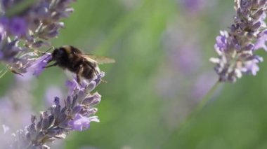 Bumblebee 'nin Süper Yakın Çekimi Violet Kokulu Tarlasında Çiçek Açan Lavanta Çiçekleri Üzerine Polen Topluyor. Muhteşem Yaz Sahnesi. Yavaş Hareket Bokeh Görüntüsü