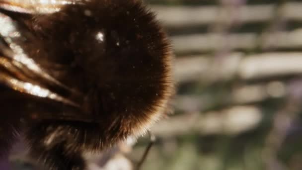 Super Close Bumblebee Flying Blooming Lavender Flowers Violet Fragrant Field — Vídeo de Stock