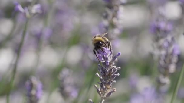 Close Bumblebee Shromažďování Pylu Kvetoucí Levandulové Květiny Fialovém Voňavém Poli — Stock video