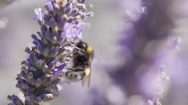 Super Close Bumblebee Shromažďování Pylu Kvetoucí Levandulové Květiny Fialovém Voňavém — Stock video
