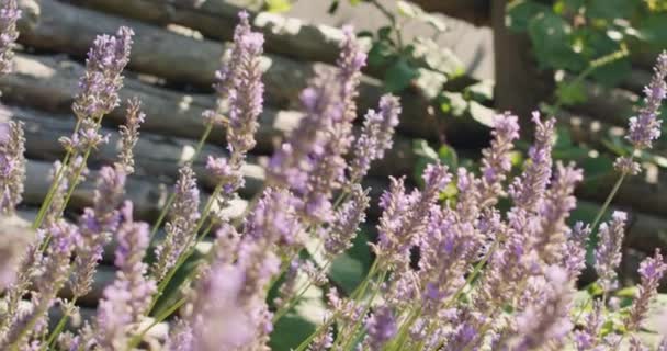 Цветущие Лавандовые Цветы Фиолетовом Ароматном Саду Шмелями Собирающими Пыльцу Великолепная — стоковое видео