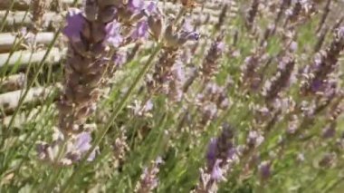 Violet mis kokulu bahçesinde çiçek açan lavanta çiçekleri ve polen toplayan yabanarıları. Muhteşem Yaz Sahnesi. El bilgisayarı Ağır Çekim Dolly, Racking Focus 'la çekildi. Kamera Çiçekler Arasında Hareket Ediyor