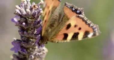 Küçük Kaplumbağa Kabuğunun Orta Yavaş Çekimi Kelebek, Aglais Urticae, Mor Çiçekle Beslenen