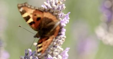 Küçük Kaplumbağa Kabuğunun Orta Yavaş Çekimi Kelebek, Aglais Urticae, Mor Çiçekle Beslenen