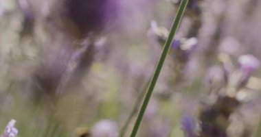 Mor Kokulu Bahçede Çiçek Açan Lavanta Çiçekleri 'nin Kapanışı ve Yaban Arıları Toplanıyor Polenleri. Muhteşem Yaz Sahnesi. Slow Motion Dolly In Shot with Racking Focus. Kamera Çiçekler Arasında Hareket Ediyor