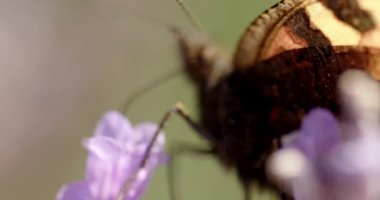 Küçük Kaplumbağa Kabuğunun Yavaş Çekimini Kapat Kelebek, Aglais Urticae, Mor Çiçekle Beslenen