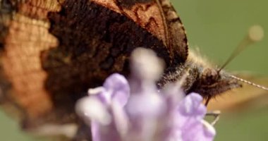 Küçük Kaplumbağa Kabuğunun Yavaş Çekimini Kapat Kelebek, Aglais Urticae, Mor Çiçekle Beslenen