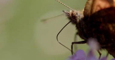 Küçük Kaplumbağa Kabuğunun Yavaş Çekimini Kapat Kelebek, Aglais Urticae, Mor Çiçekle Beslenen