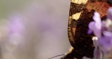 Küçük Kaplumbağa Kabuğunun Yavaş Çekimini Kapat Kelebek, Aglais Urticae, Mor Çiçekle Beslenen