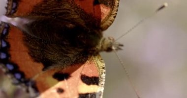 Küçük Kaplumbağa Kabuğunun, Aglais Urticae 'nin, Uçmadan Önce Kanatlarının Yavaş Çekimini Kapat