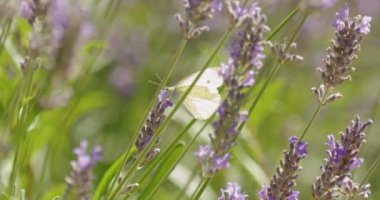 Lahana Beyaz Kelebeği 'nin Yavaş Çekimi, Pieris Sütyen, Mor Çiçek Üstünde Sonra Uçup Giden