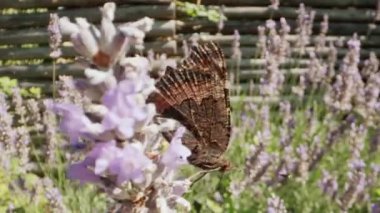 Küçük Kaplumbağa Kabuğunun Orta Yavaş Çekimi Kelebek, Aglais Urticae, Mor Çiçekle Beslenen