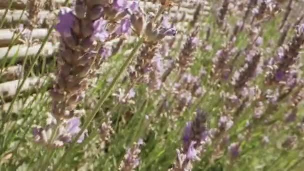 Blommande Lavendel Blommor Violett Doftande Trädgård Med Humlor Samla Pollen — Stockvideo