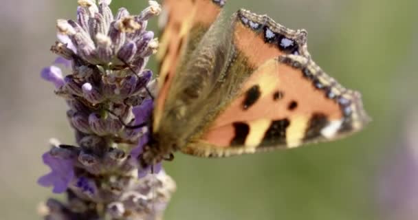 Inyección Cámara Lenta Media Mariposa Pequeña Tortuga Aglais Urticae Alimentándose — Vídeos de Stock