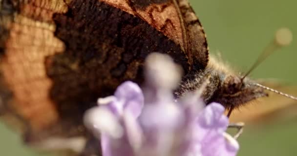 Close Slow Motion Shot Small Tortoiseshell Butterfly Aglais Urticae Feeding — 비디오