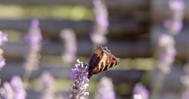 Inyección Cámara Lenta Media Mariposa Pequeña Tortuga Aglais Urticae Alimentándose — Vídeos de Stock