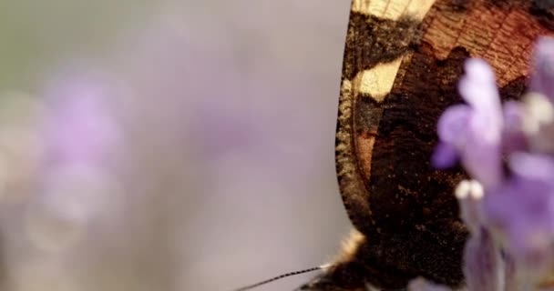 Primer Plano Lento Tiro Mariposa Tortuga Pequeña Aglais Urticae Alimentándose — Vídeos de Stock
