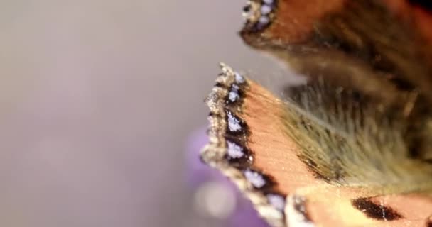 Κοντινό Πλάνο Αργή Κίνηση Shot Small Tortoiseshell Butterfly Aglais Urticae — Αρχείο Βίντεο